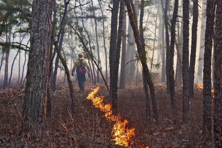Forest Fire Service Prescribed Burn