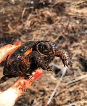 Bog turtle, Salem County