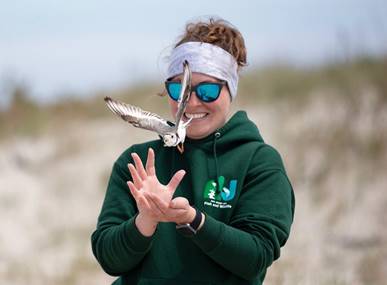 A Fish & Wildlife staff member releasing a piping plover. 