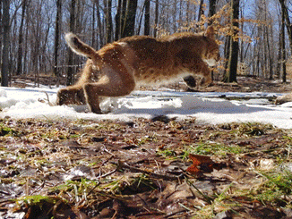 A bobcat running through the snow. 