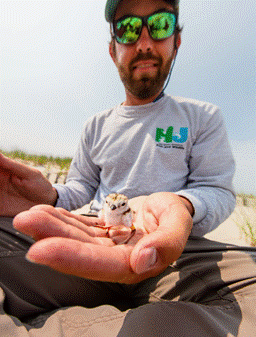 A Fish & Wildlife staff member holding a piping plover chick. 