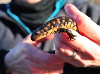 A person holding an Eastern tiger salamander. 
