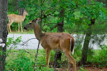 NJDEP, NJDOT Remind Motorists to Be Alert as Deer Mating Season Gets Underway