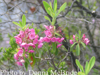 Kalmia angustifolia (Sheep Laurel)