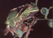 Pinelands Tree Frog