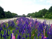 wildflower photo