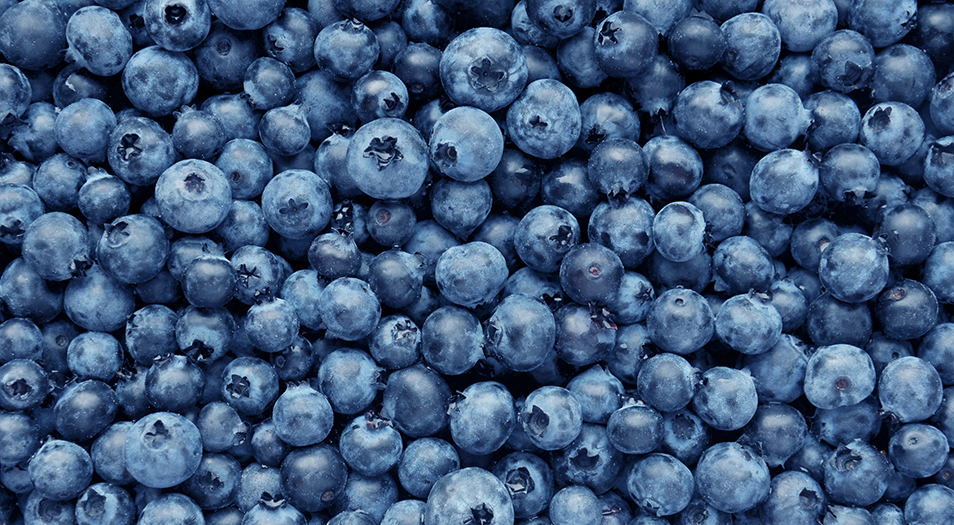 Lots of blueberries