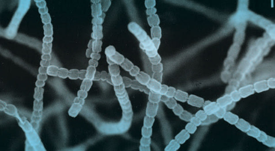 Bacteria under the microscope