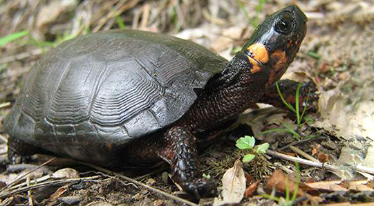 A turtle