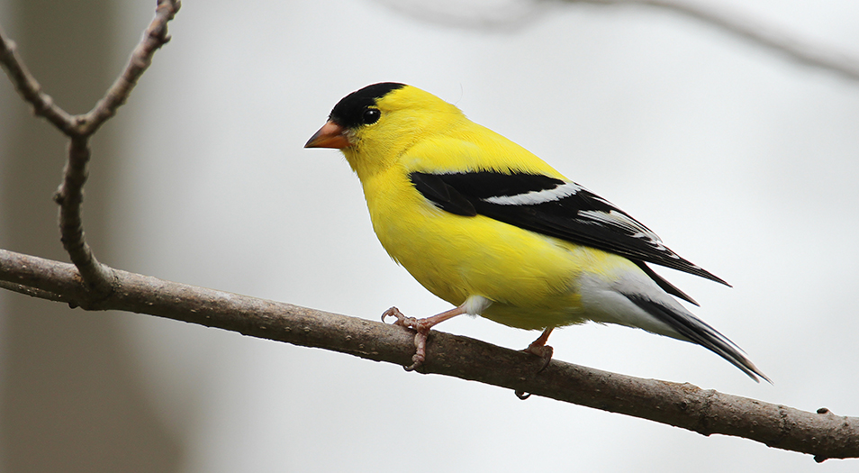 Goldfinch - yellow and black small bird sitting on the branch