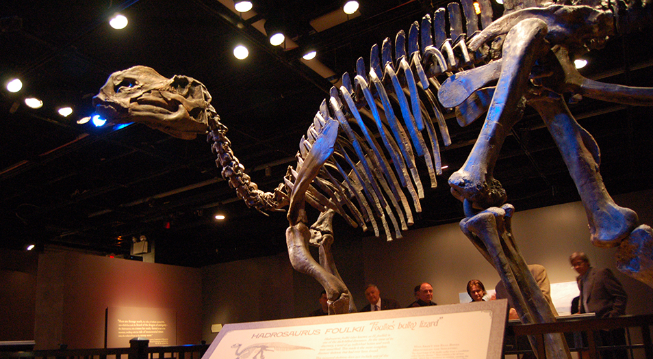 Dinosaur skeleton in the museum