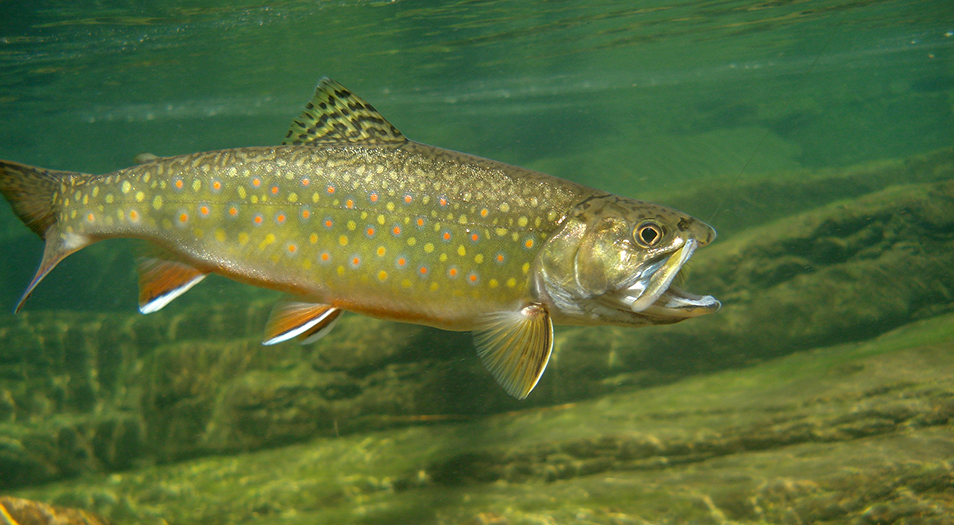 A fish swimming in the water