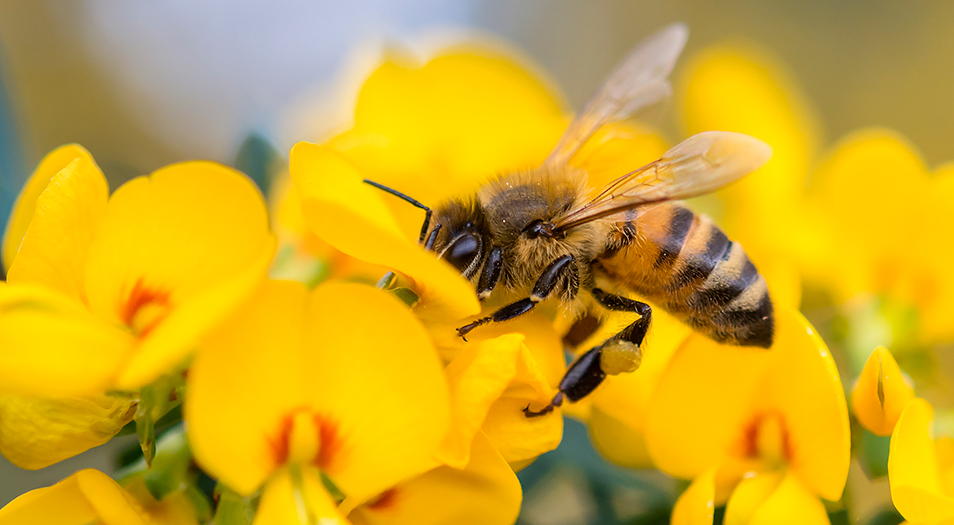 Bee is sitting on the flower