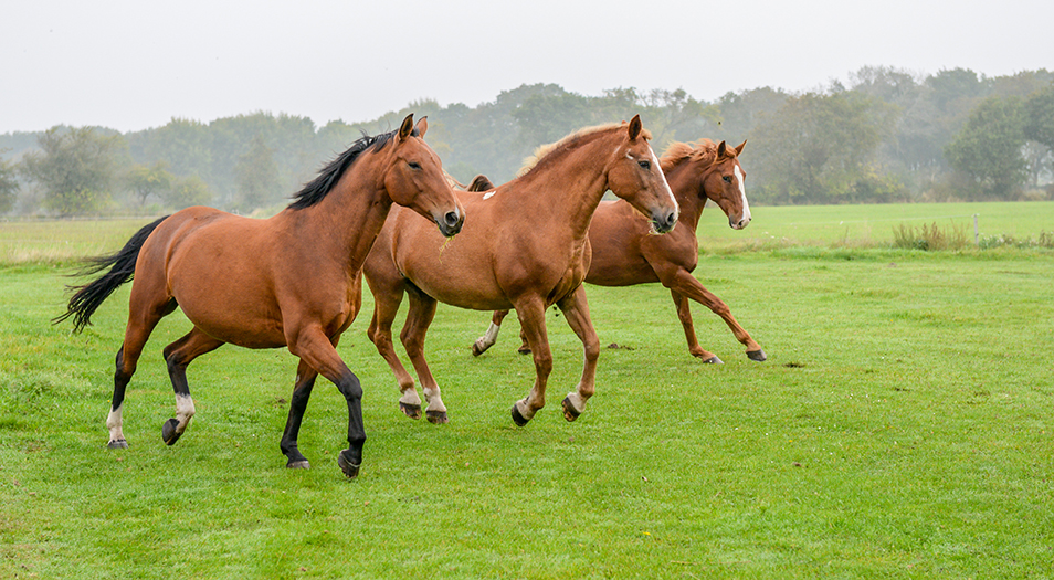 Horses running in the meadows