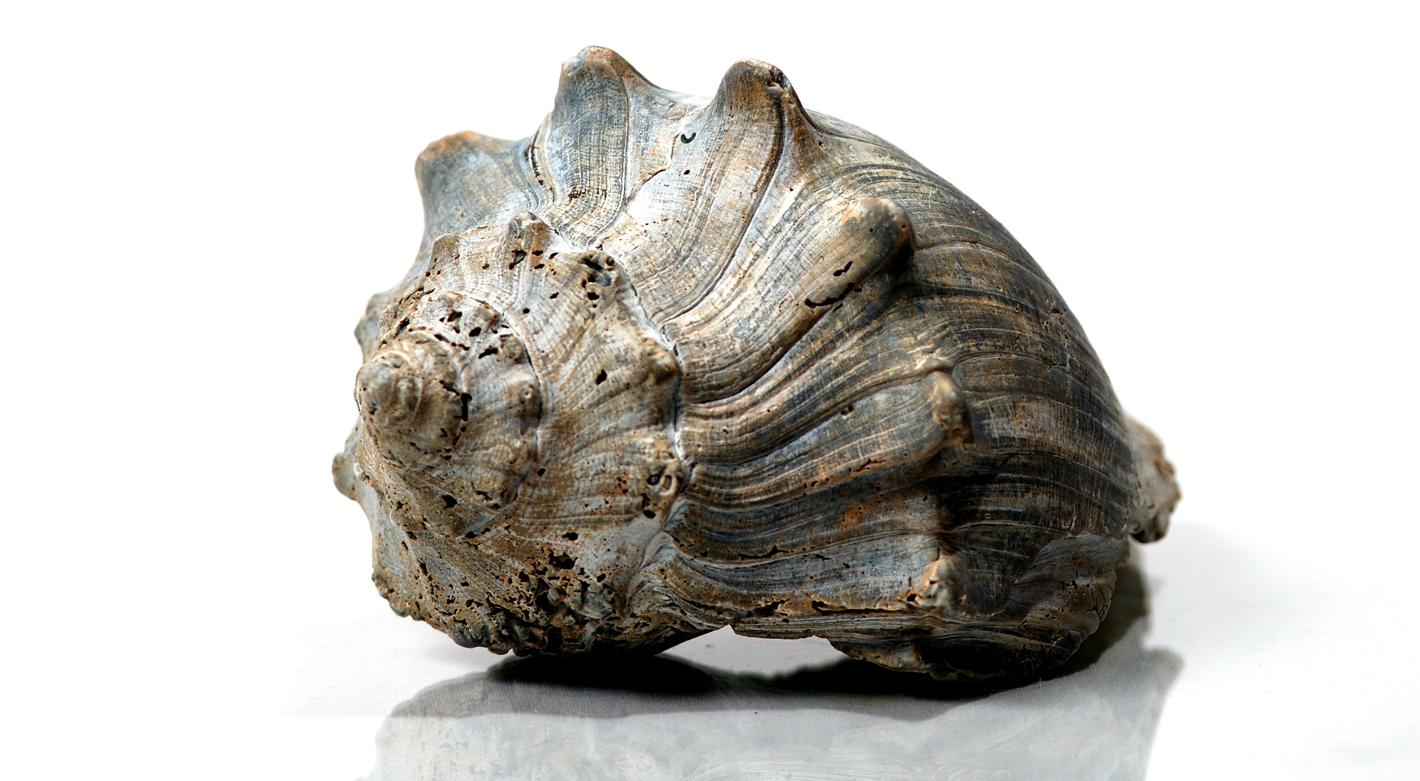 A shell