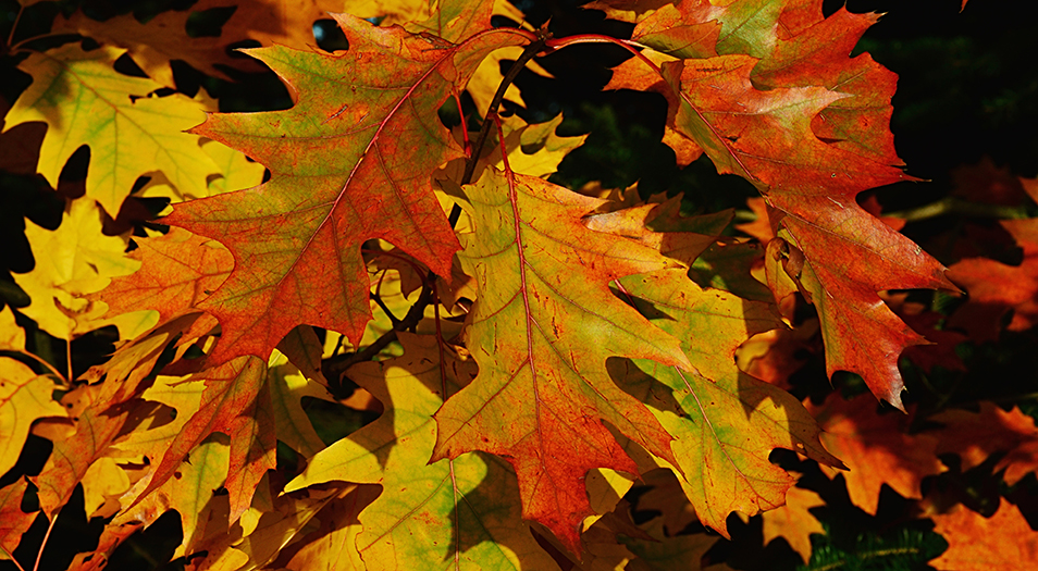 The Red Oak leaves