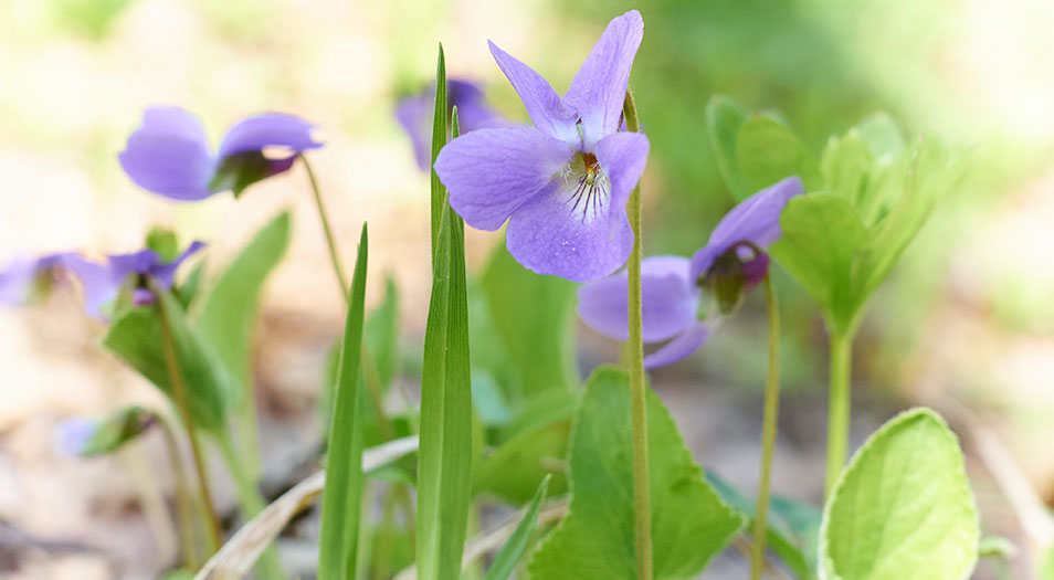 The violet flowers