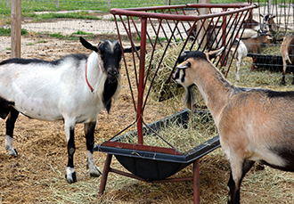 goats feeding at a hay trough
