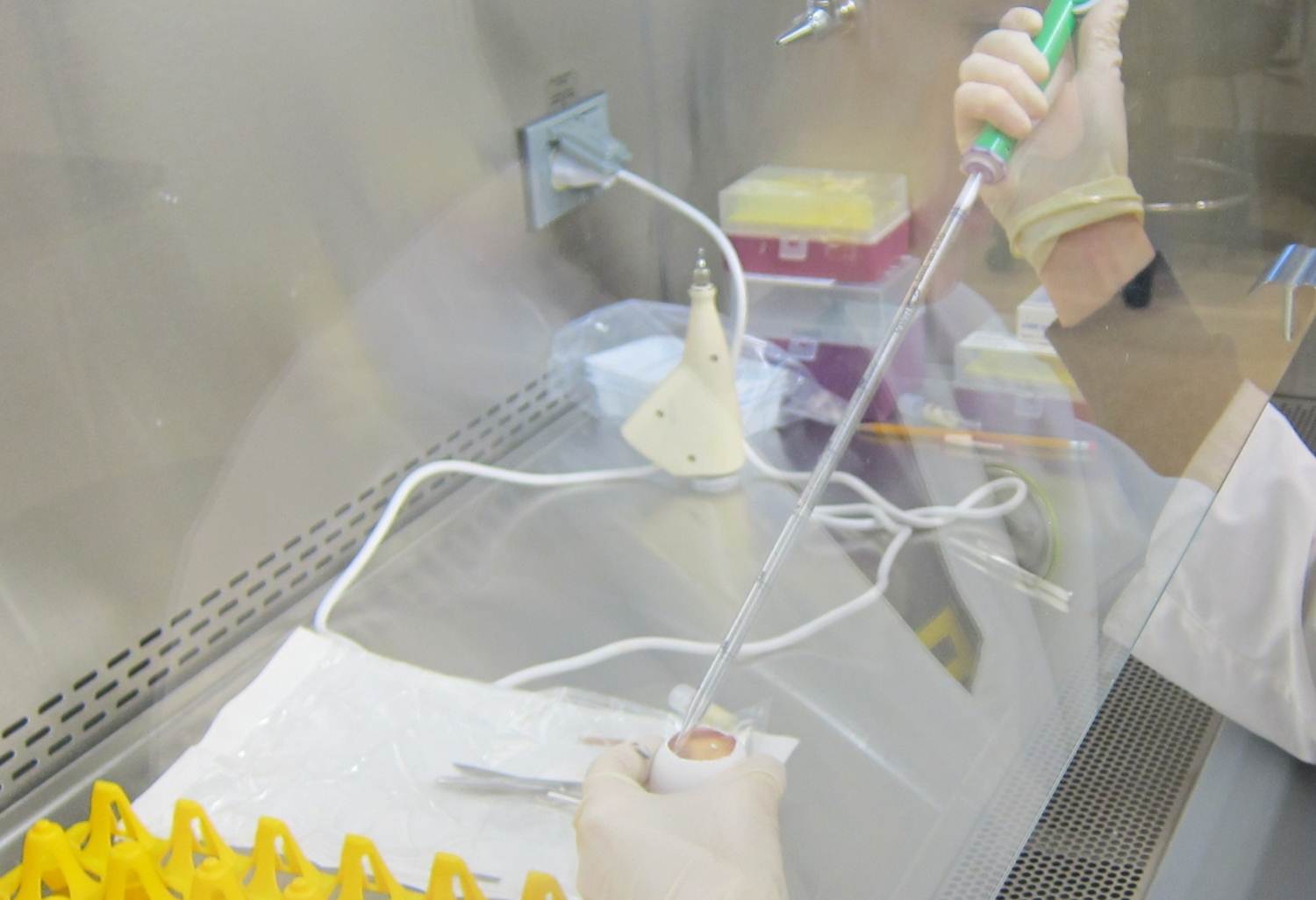 Samples collected for avian influenza testing are inoculated into specific-pathogen-free chicken eggs.  These eggs are incubated and amnio-allantoic fluid is harvested and tested for virus growth by hemagglutination (HA) assay.