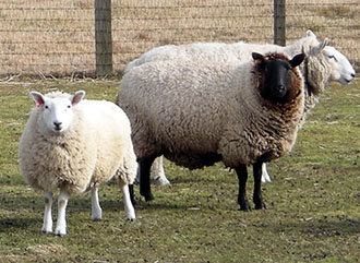 3 sheep in a feild