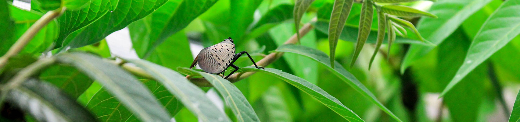  Spotted Lantern Fly : Photo