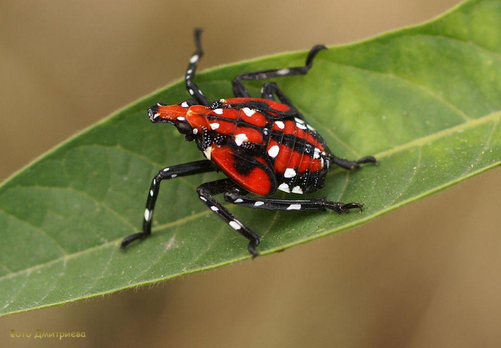 Department of Agriculture Spotted Lanternfly