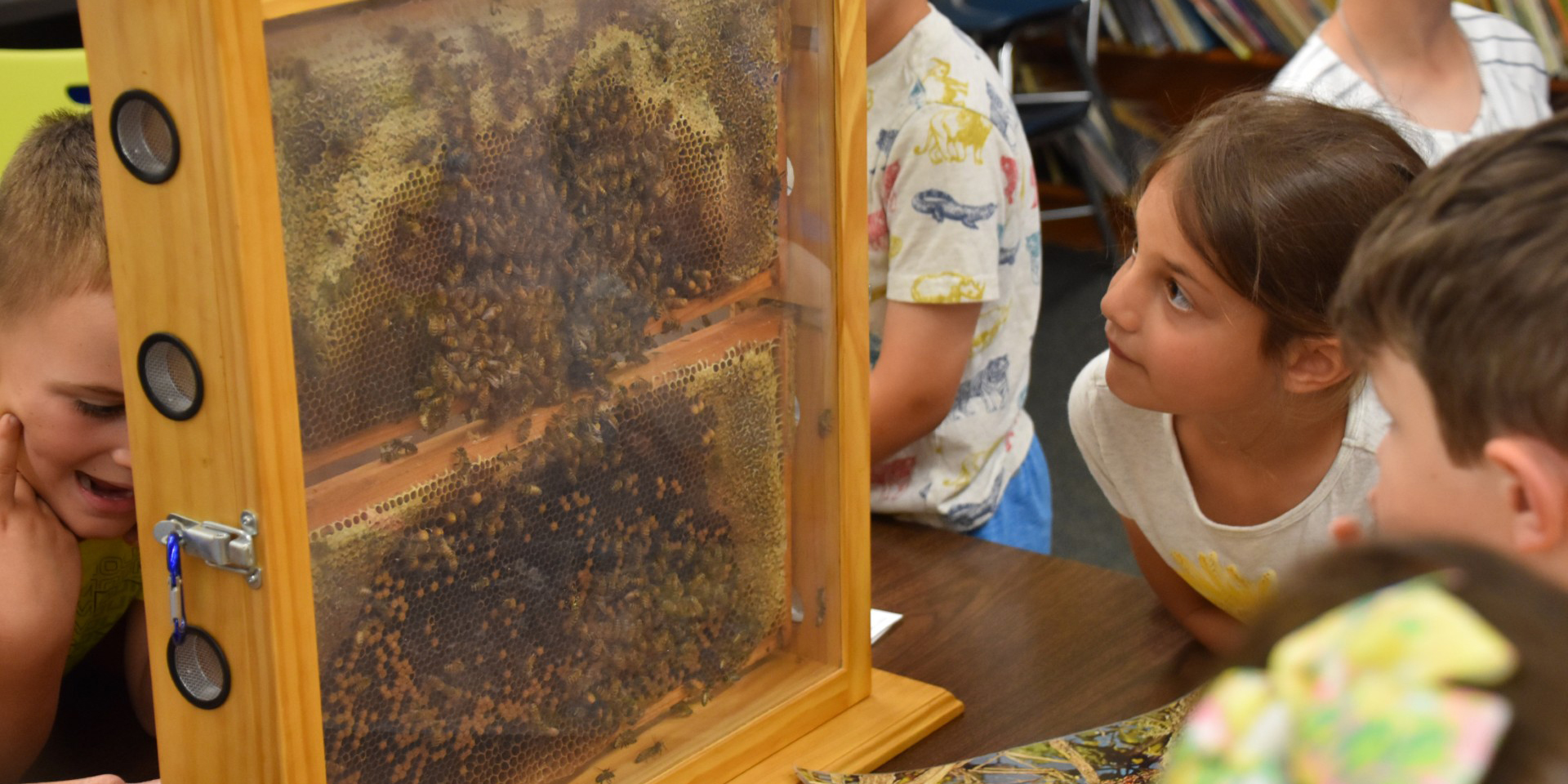 Children looking at a bee hive