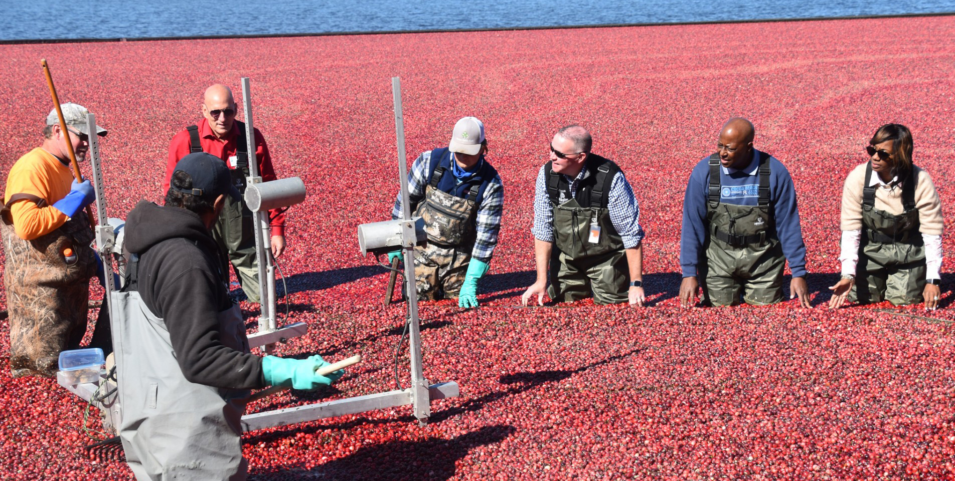 NJ cranberry bog with farmers harvesting