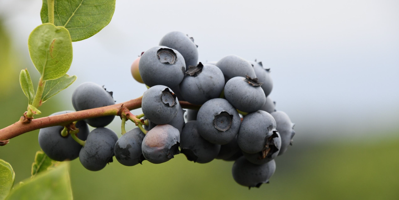 Close up of a blueberry bush