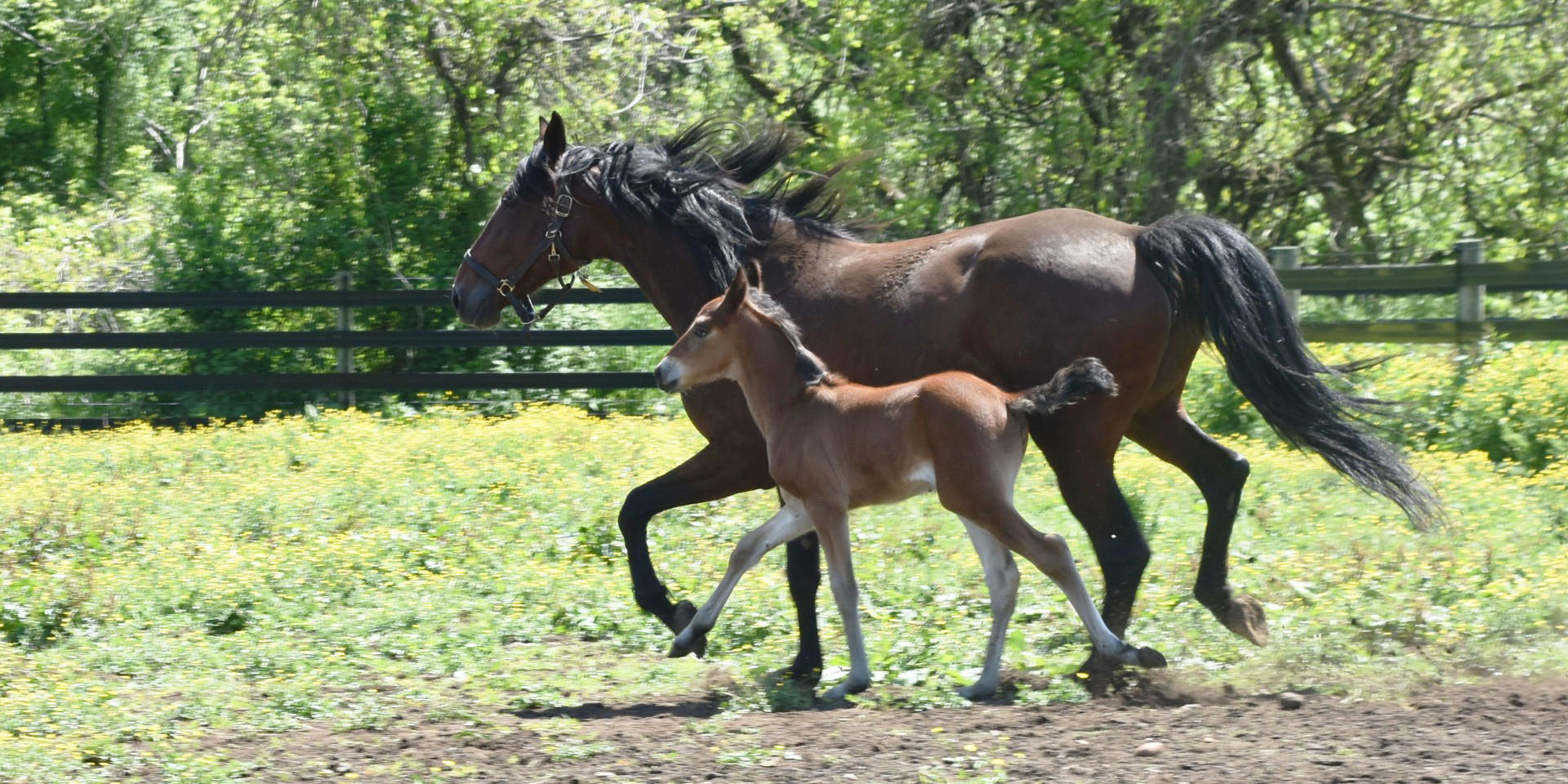 New Jersey Equince (Horses) running