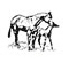 Jersey Equine
