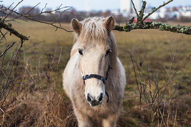 Portrait of a white horse 