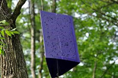 Photo of purple eab trap