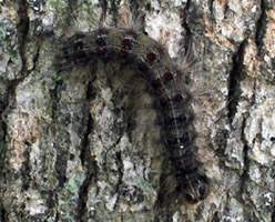 Photo of a gypsy moth caterpillar - Click to enlarge