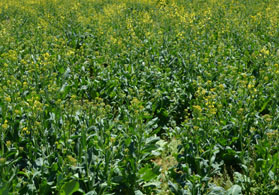 Photo of a field of collard greens in NJ - Click to enlarge