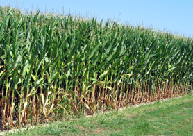 Photo of corn in field - Click to enlarge