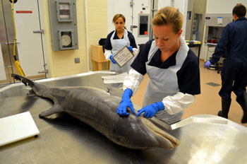 Photo of a dolphin in the Animal Health Diagnostic Lab