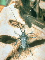 Asian Longhorned Beetle