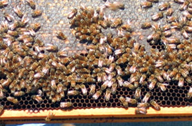 Photo of a beehive