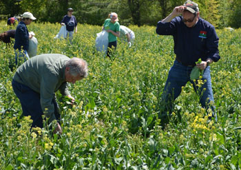 Photo of Secretary Fisher picking collard greens
