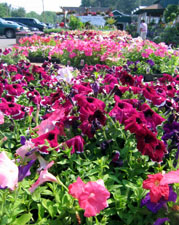 Photo of annual bedding plants