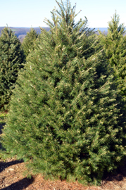Photo of a Jersey Grown Christmas Tree