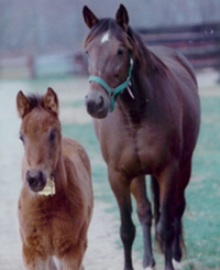 photo of horses