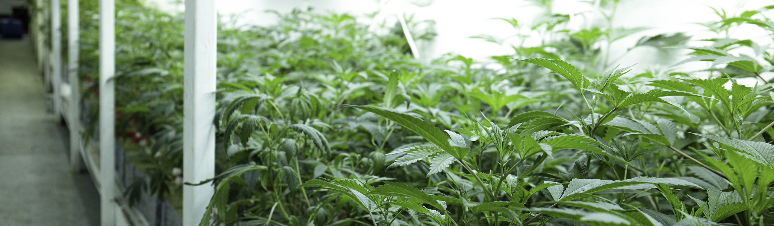 Cannabis plants growing : Photo