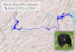 Map of black bear movements