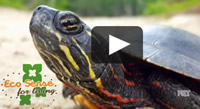 Screenshot of turtle links to PBS video