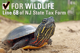 Tax Check-off Promotion
