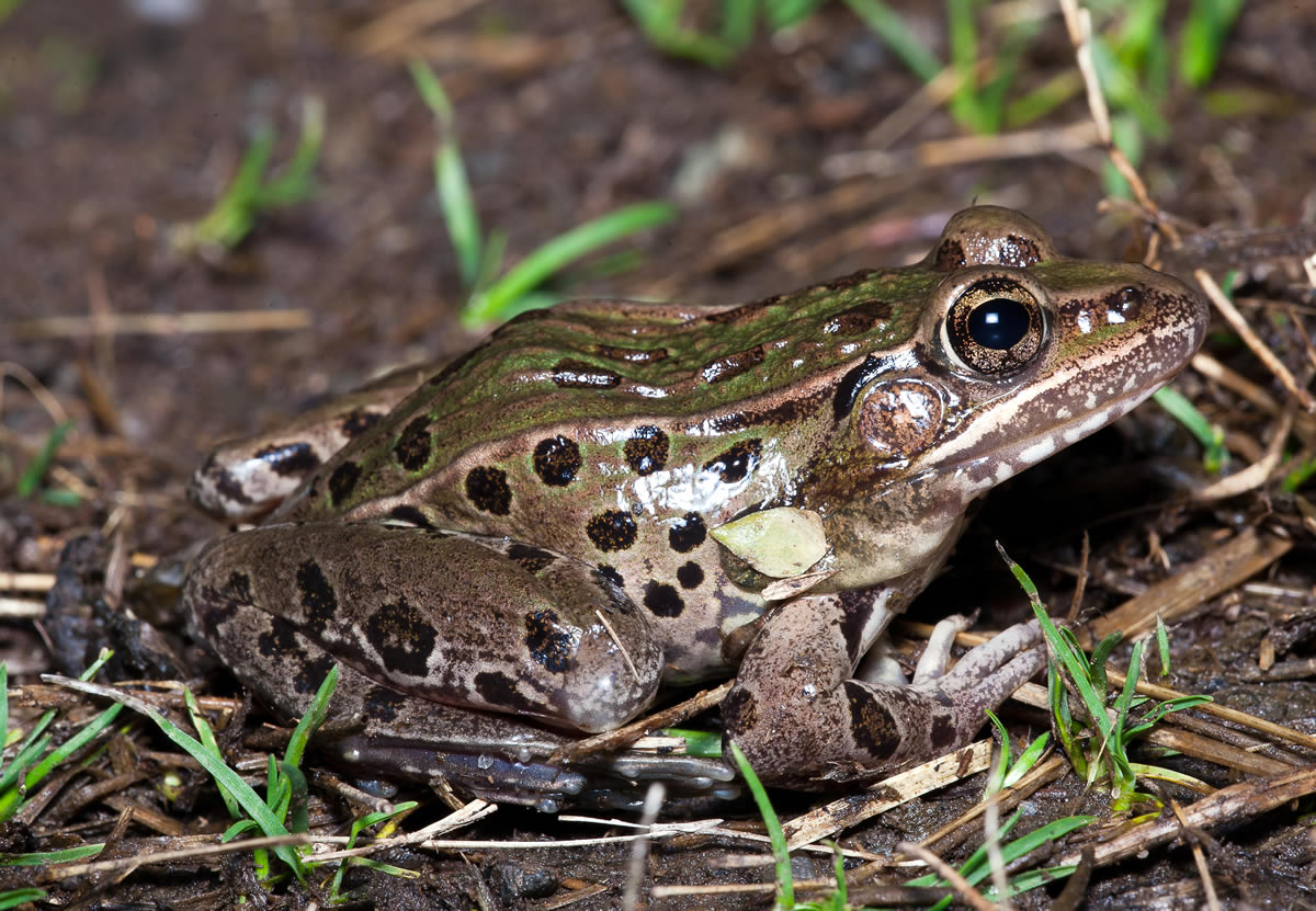 NJDEP Division of Fish & Wildlife Atlantic Coast Leopard Frog