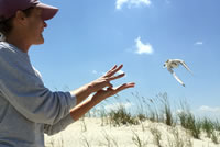 Releasing Piping Plover