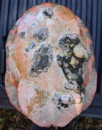 Turtle shell with lesions